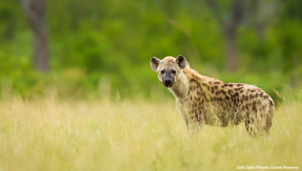 Hyena-Sabi Sabi